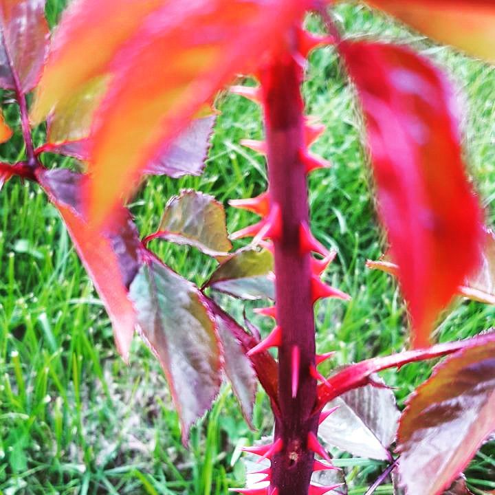 TÖVBE \ Emel Şensoy