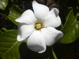 GARDENYA \ Hediye Zârin Karaarslan