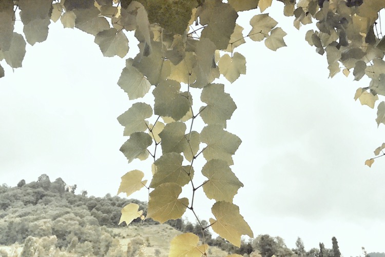 Anlattım, Anlattım, Anlamadın \ mahlas: A.L