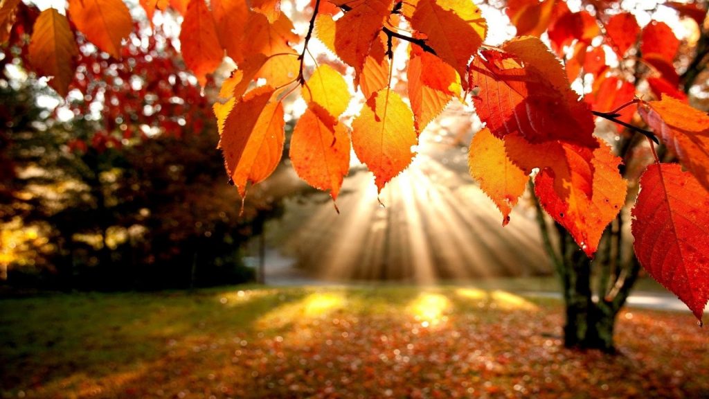 Söyle bana Hazan nedir ? \ mahlas: A.L